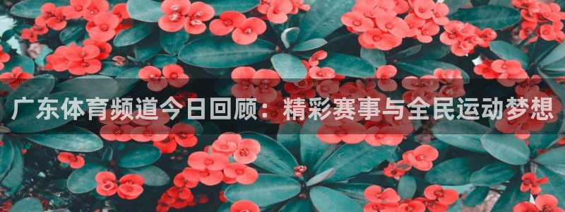 足球实时比分 500：广东体育频道今日回顾：精彩赛事与全民运动梦想